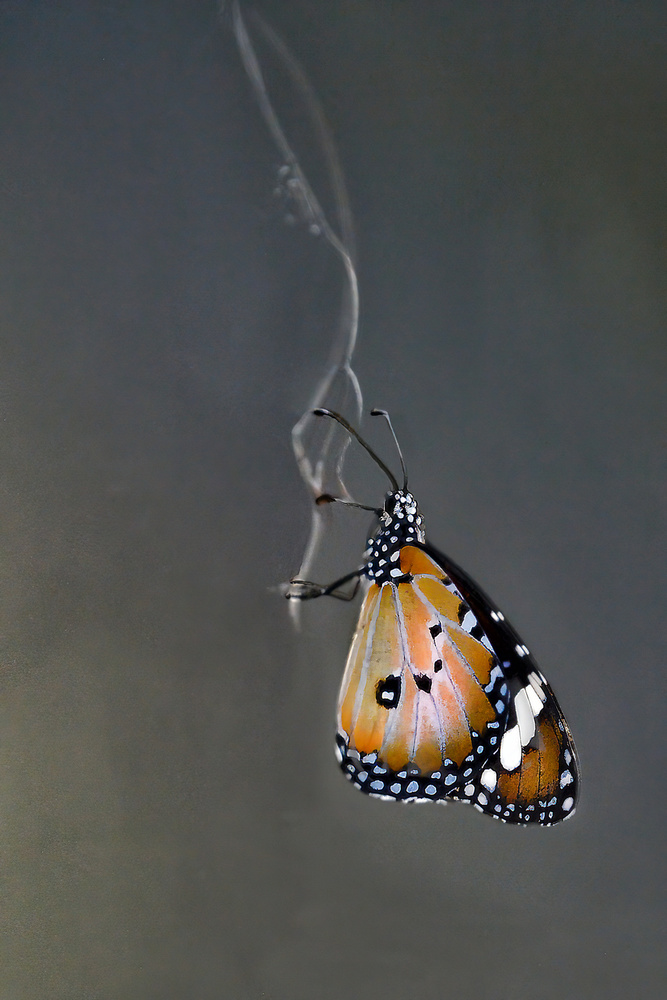 Butterfly on Gossamer von Nadine Henley