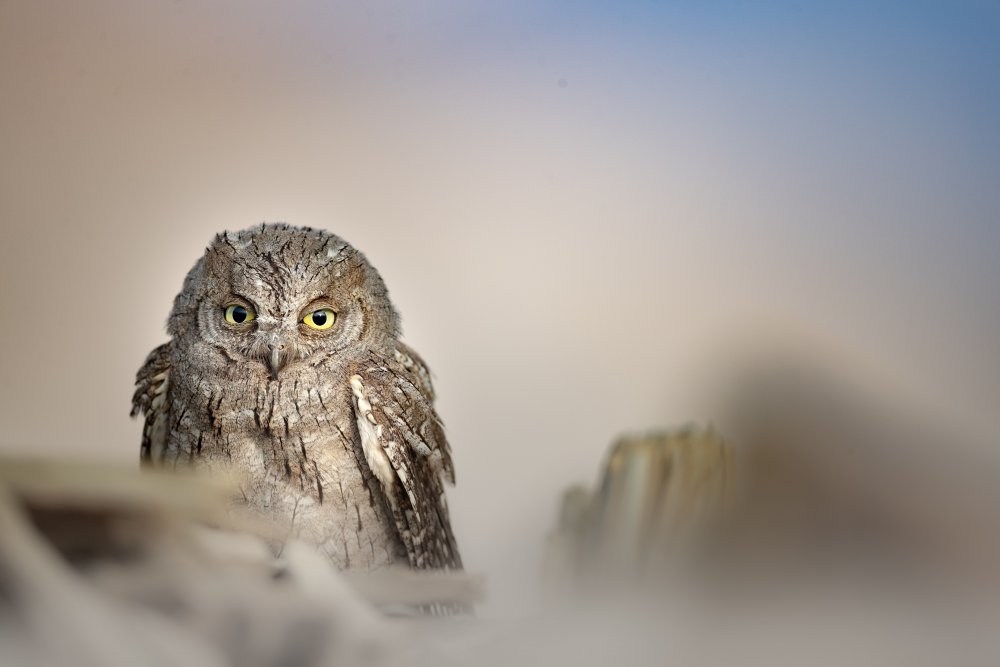 Eurasian Owl von Nagarajan P