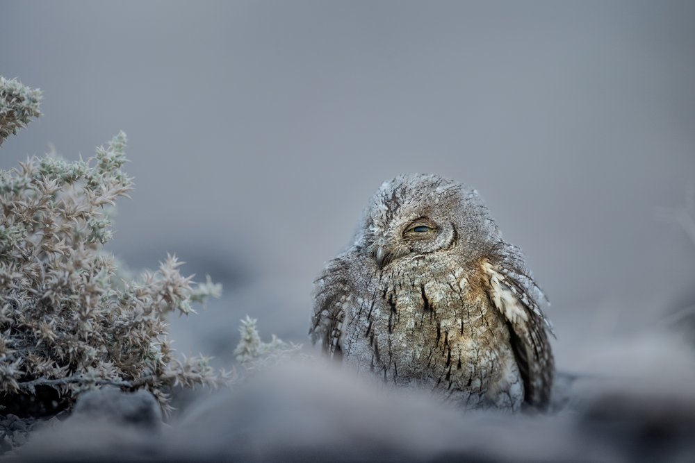 Winter days von Nagarajan P