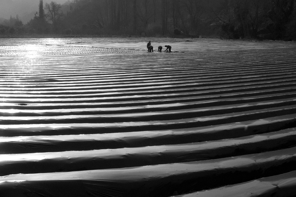 Strawberry fields forever... von Nana Sousa Dias