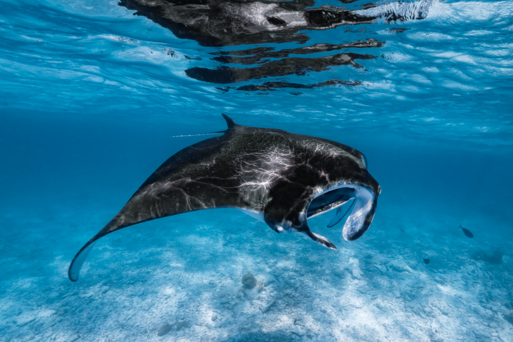 Manta Feeding #1 von Nand Kapadia