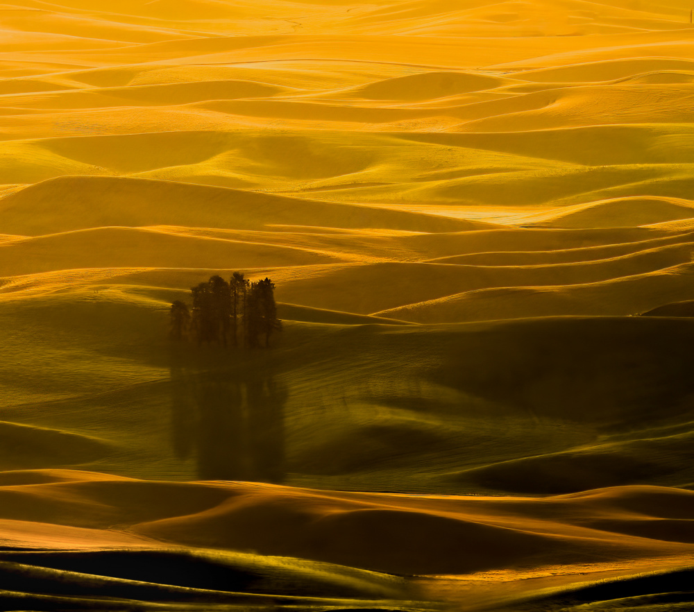 Palouse Field von NanZ