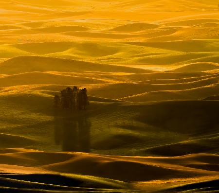 Palouse Field