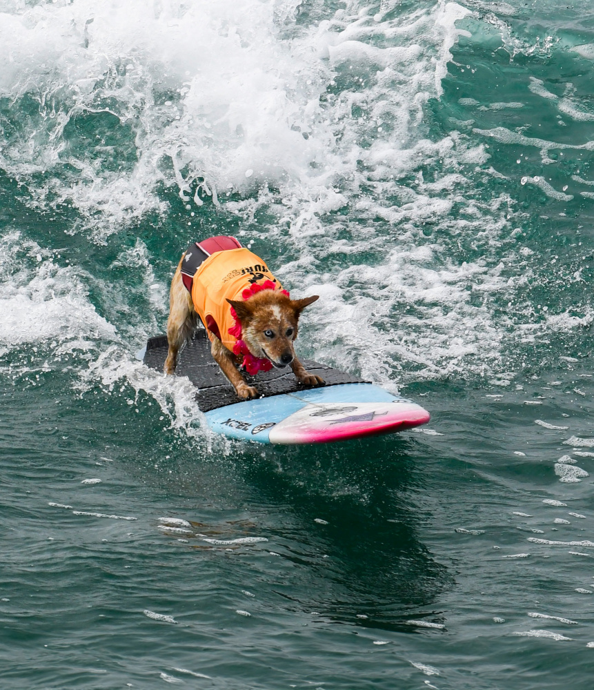 Surfing Dog von NanZ