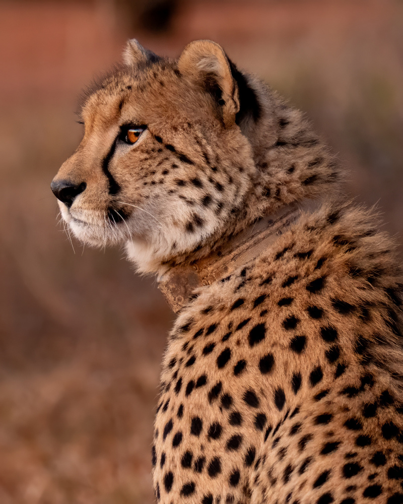 Cheetah At Sunset von Naomi Lupton