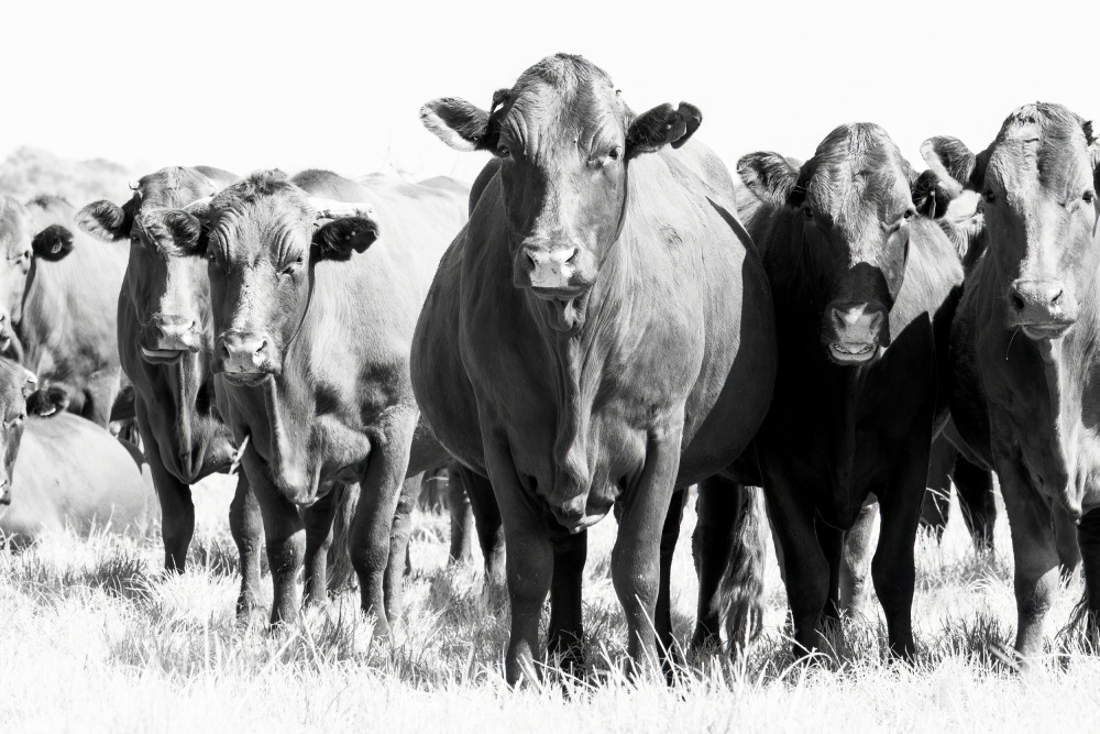 Herd In Black & White von Naomi Lupton