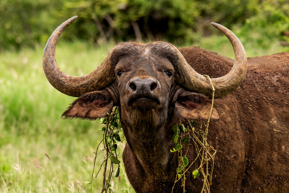 Hipster Buffalo von Naomi Lupton