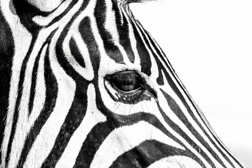 Zebra In Black & White von Naomi Lupton