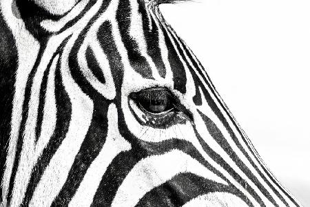 Zebra In Black & White