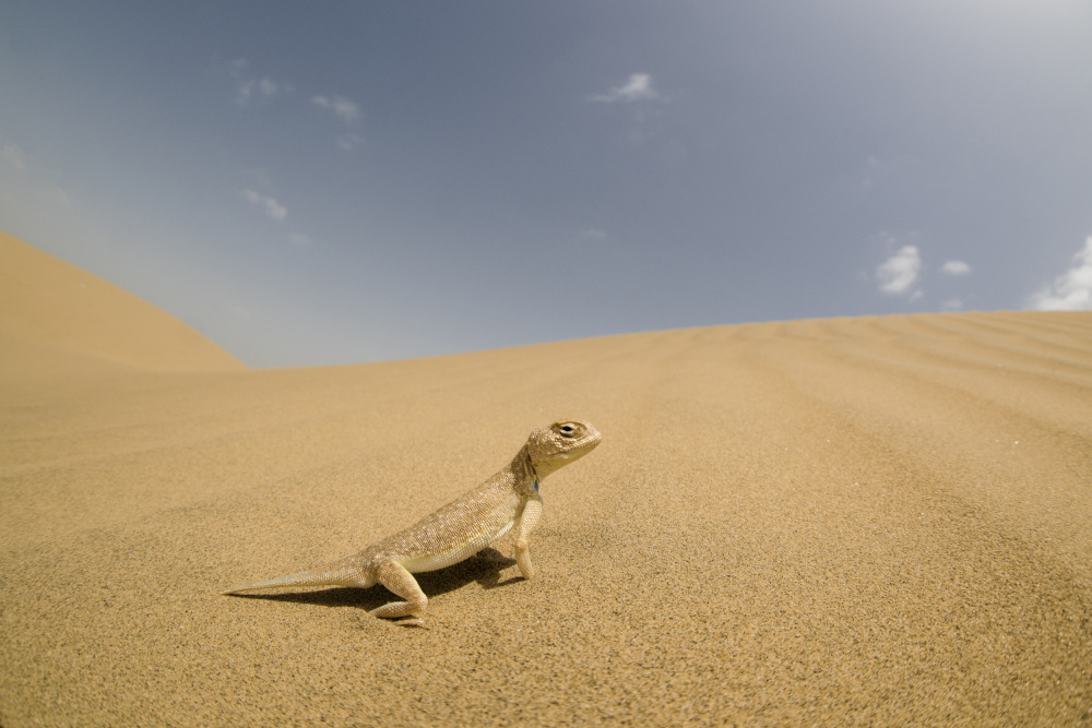 Laungwala Toad-headed Agama von Nara Simhan