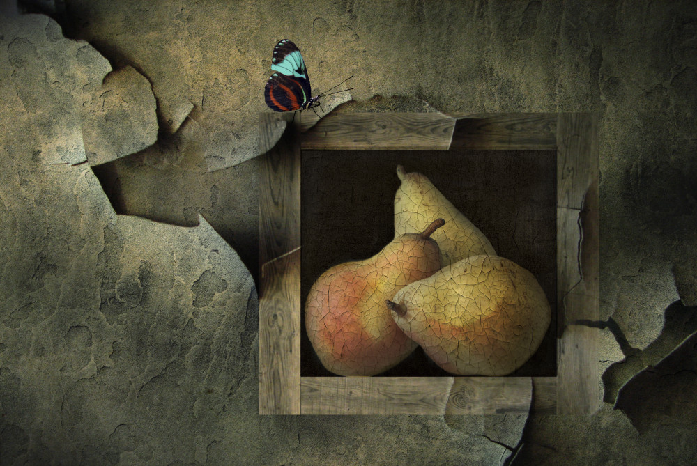 Butterfly still life von Natalia