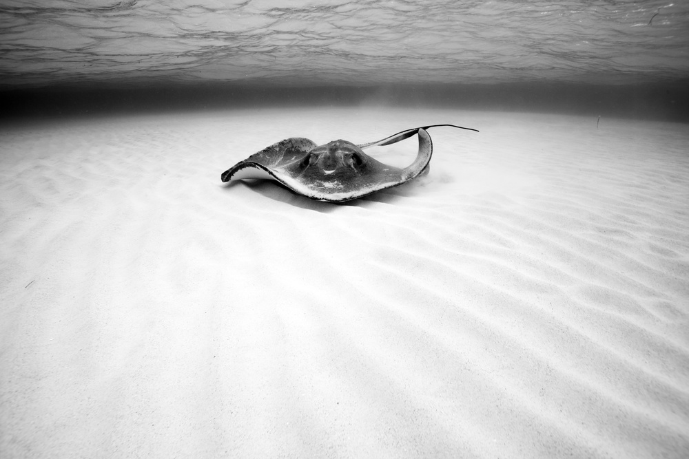 Stingray von natalia martin de pablos