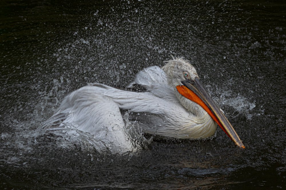 Bathing Fun ... von Natalia Rublina