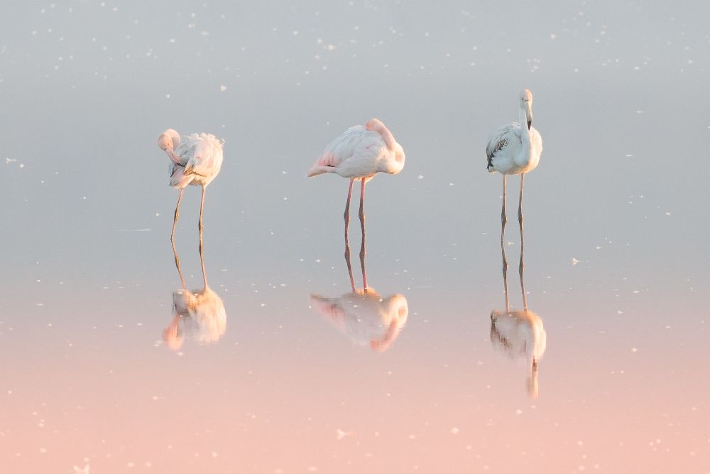 Drei Flamingos ... von Natalia Rublina