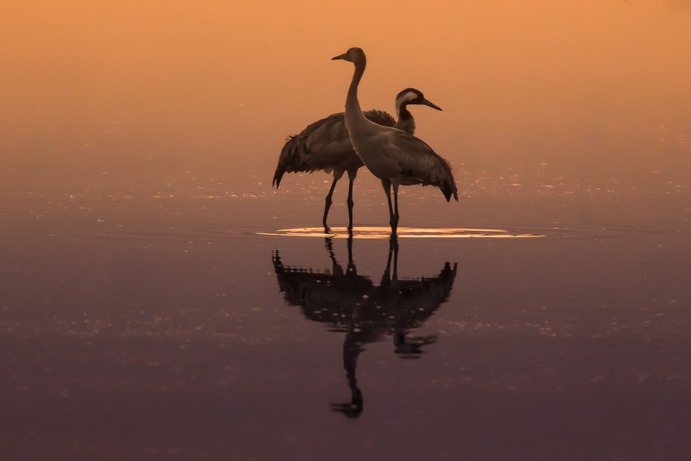 Duet von Natalia Rublina