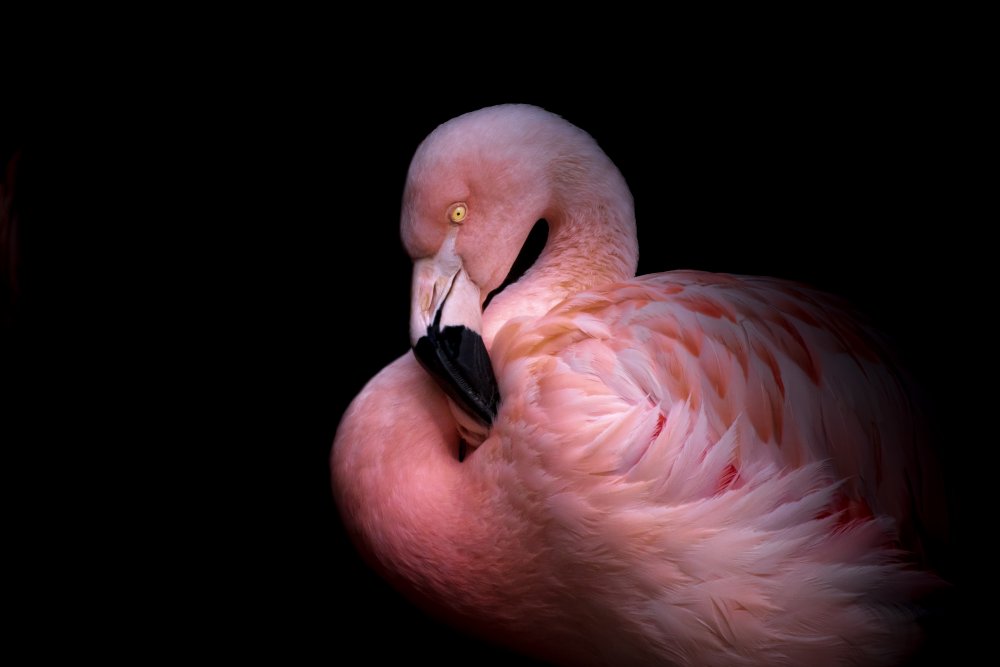 Flamingo in the Dark von Natalia Rublina