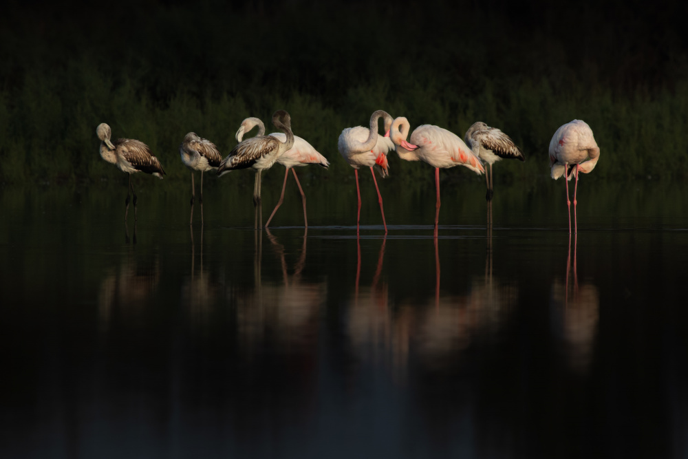 Flamingos von Natalia Rublina