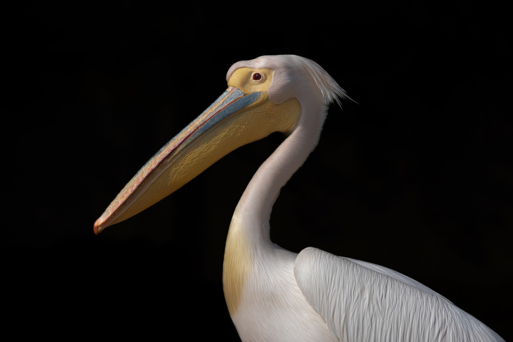 Great White Pelican von Natalia Rublina