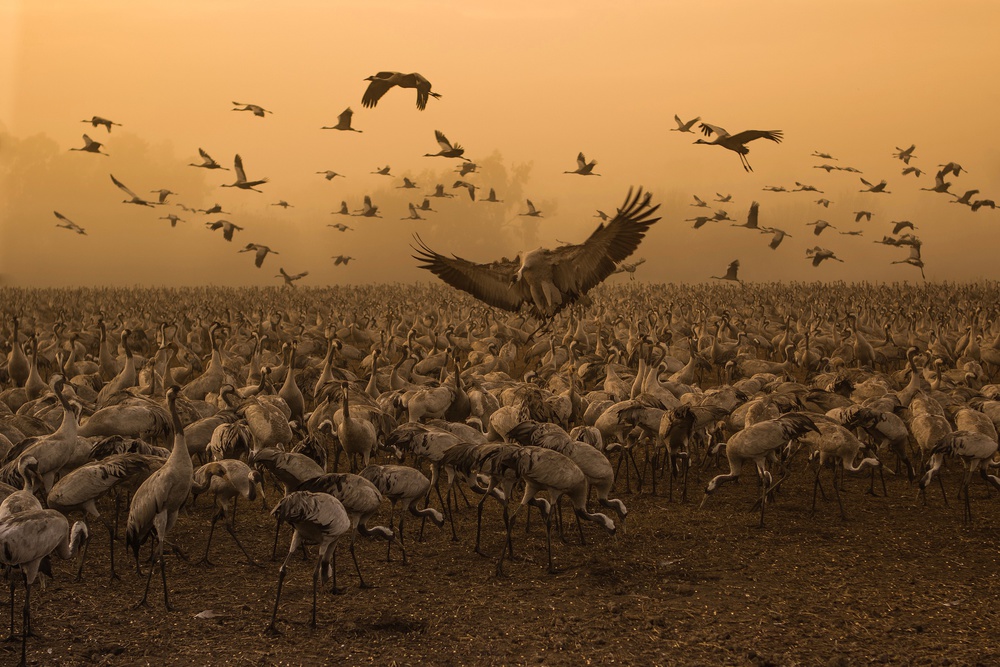 Lord of the Cranes... von Natalia Rublina