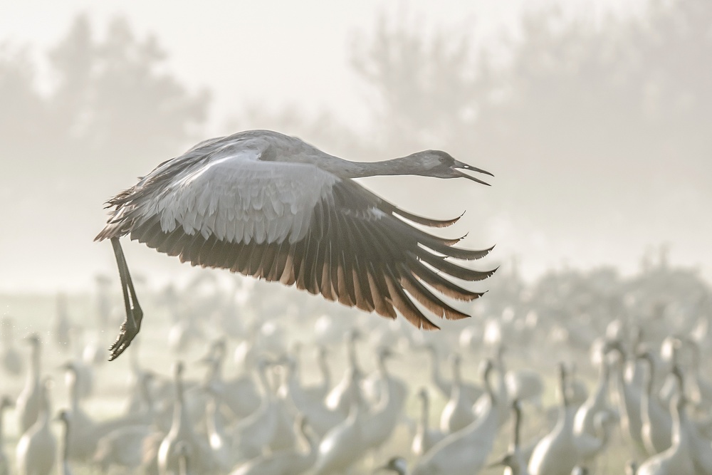 Crane in flight... von Natalia Rublina