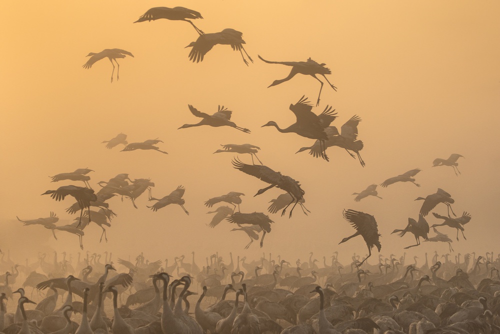 Cranes at sunrise... von Natalia Rublina