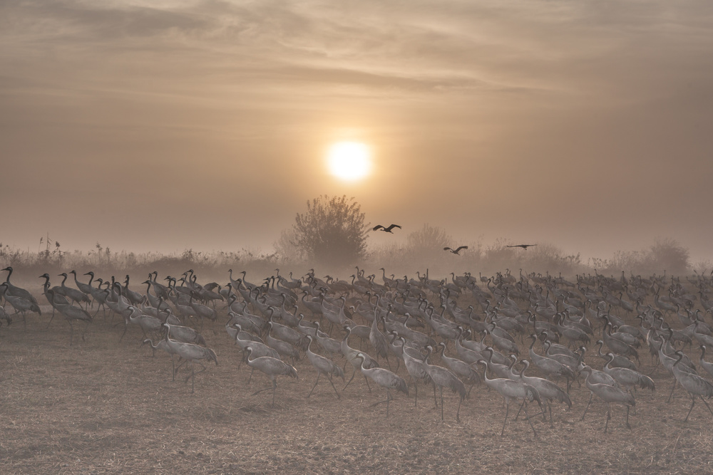 Cranes at sunrise... von Natalia Rublina