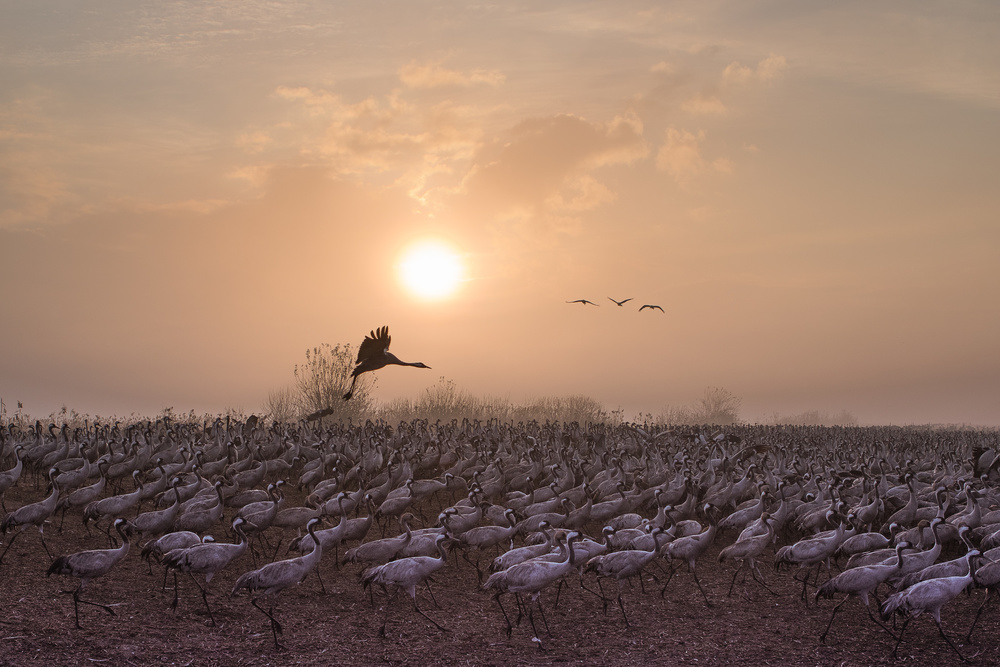 Cranes at Sunrise von Natalia Rublina