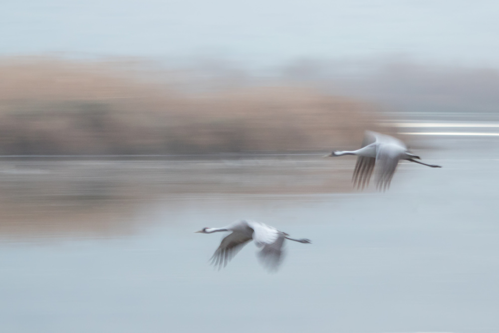 Common Cranes in flight ... von Natalia Rublina