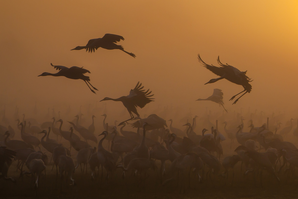 Cranes at golden sunrise ... von Natalia Rublina