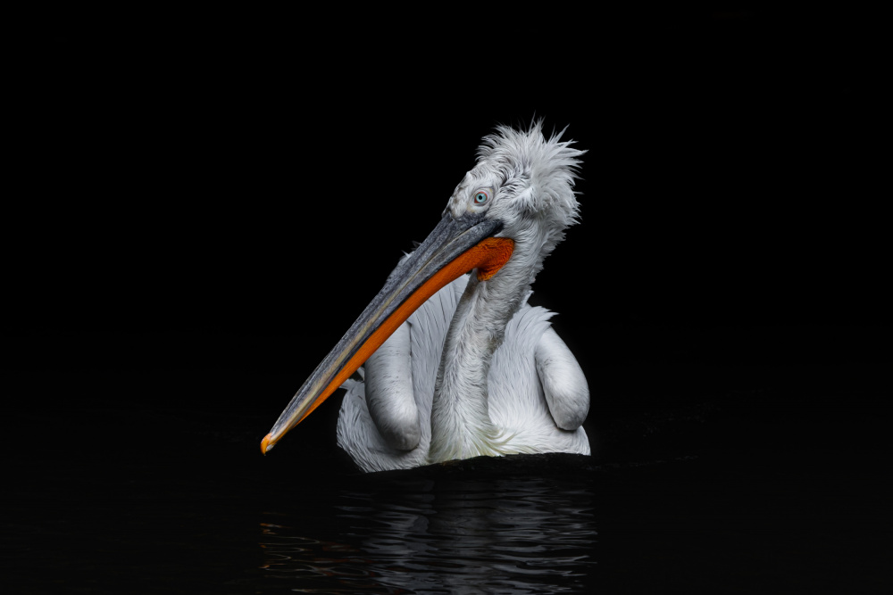 Dalmatian Pelican von Natalia Rublina