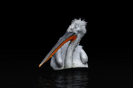 Dalmatian Pelican