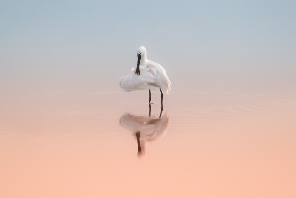 Spoonbill in the sunrise light von Natalia Rublina