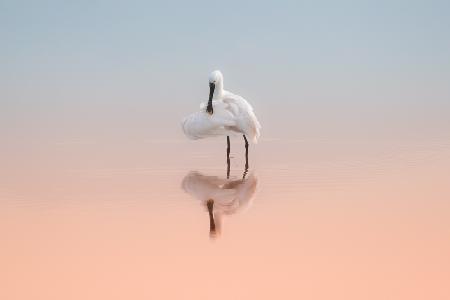 Spoonbill in the sunrise light