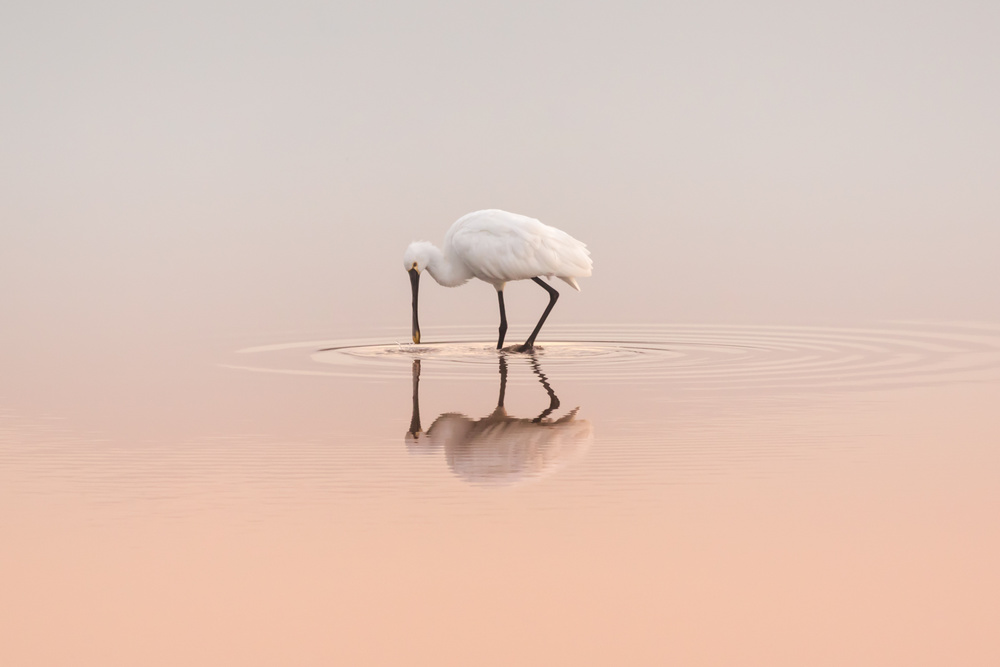 Spoonbill feeding von Natalia Rublina