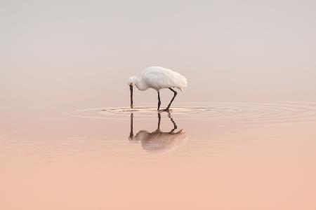 Spoonbill feeding