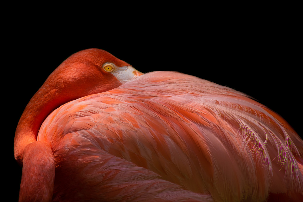 Melancholy Flamingo von Natalia Rublina