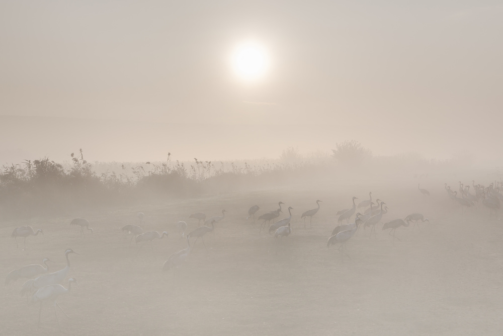 Misty morning... von Natalia Rublina