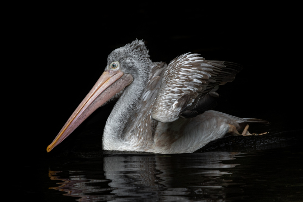 Pelecanus philippensis von Natalia Rublina