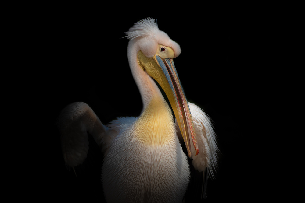 PELICAN von Natalia Rublina