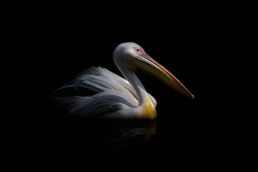 Pelican in the dark ... von Natalia Rublina