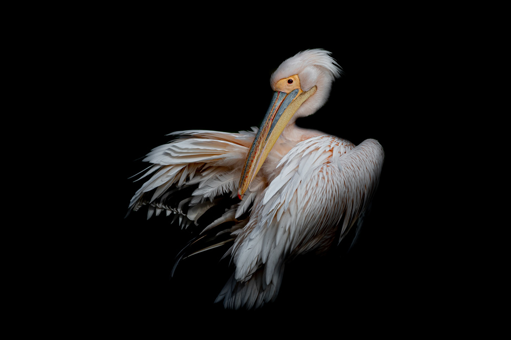 Pelican in the Dark von Natalia Rublina