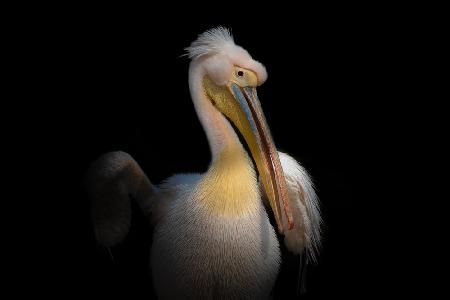 PELICAN