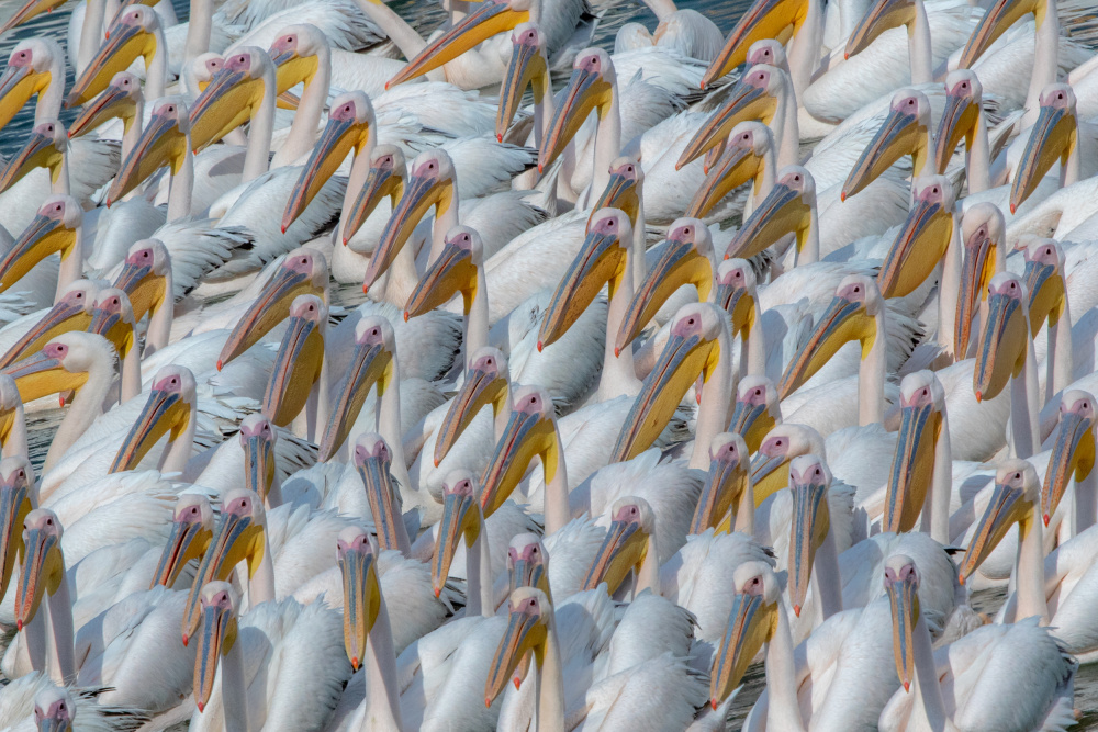 Pelican migration von Natalia Rublina