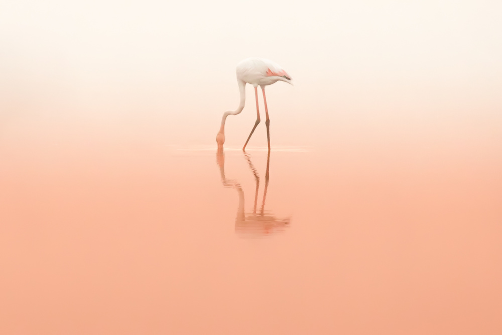 Pink calmness... von Natalia Rublina