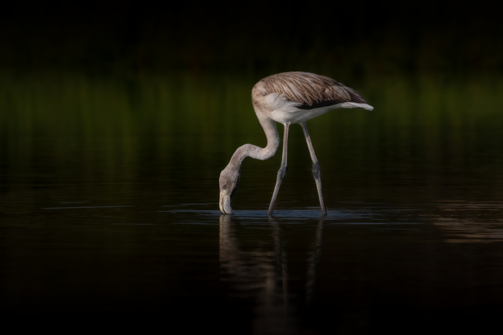 Greater Flamingo von Natalia Rublina