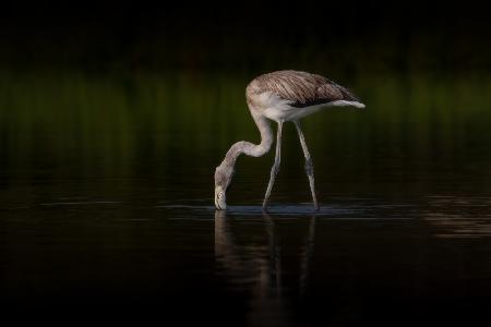 Greater Flamingo