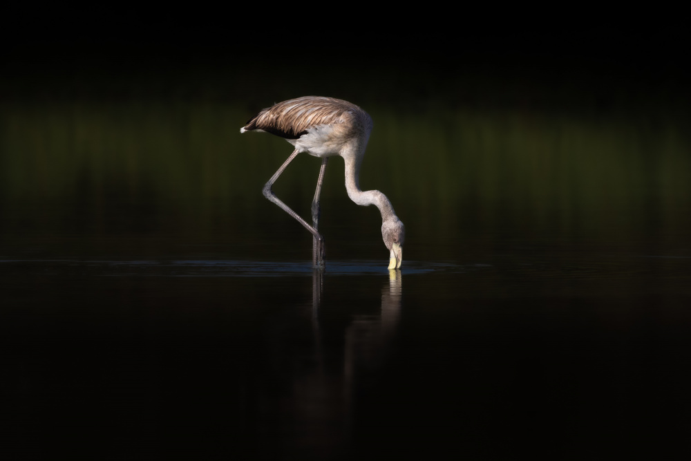 Greater  Flamingo von Natalia Rublina