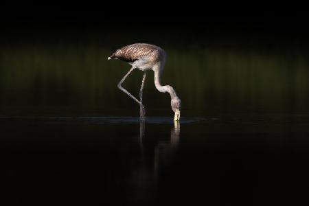 Greater  Flamingo