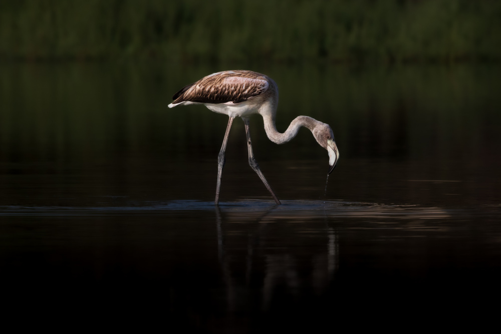 Greater Flamingo von Natalia Rublina