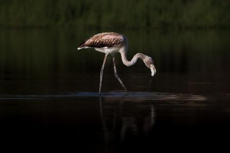 Greater Flamingo